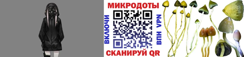 Псилоцибиновые грибы Psilocybine cubensis  Мурино 